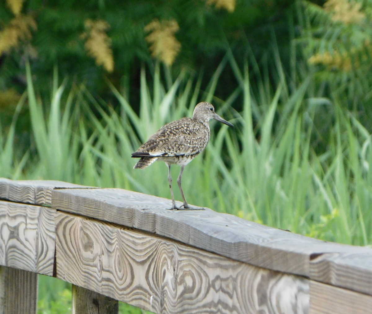 Willet - ML620702871