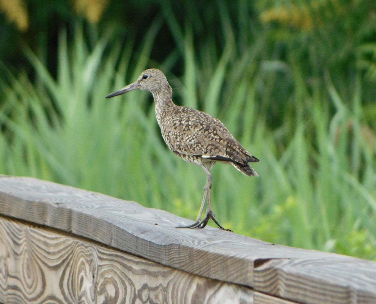 Willet - ML620702877