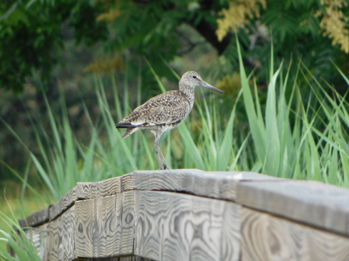 Willet - ML620702880