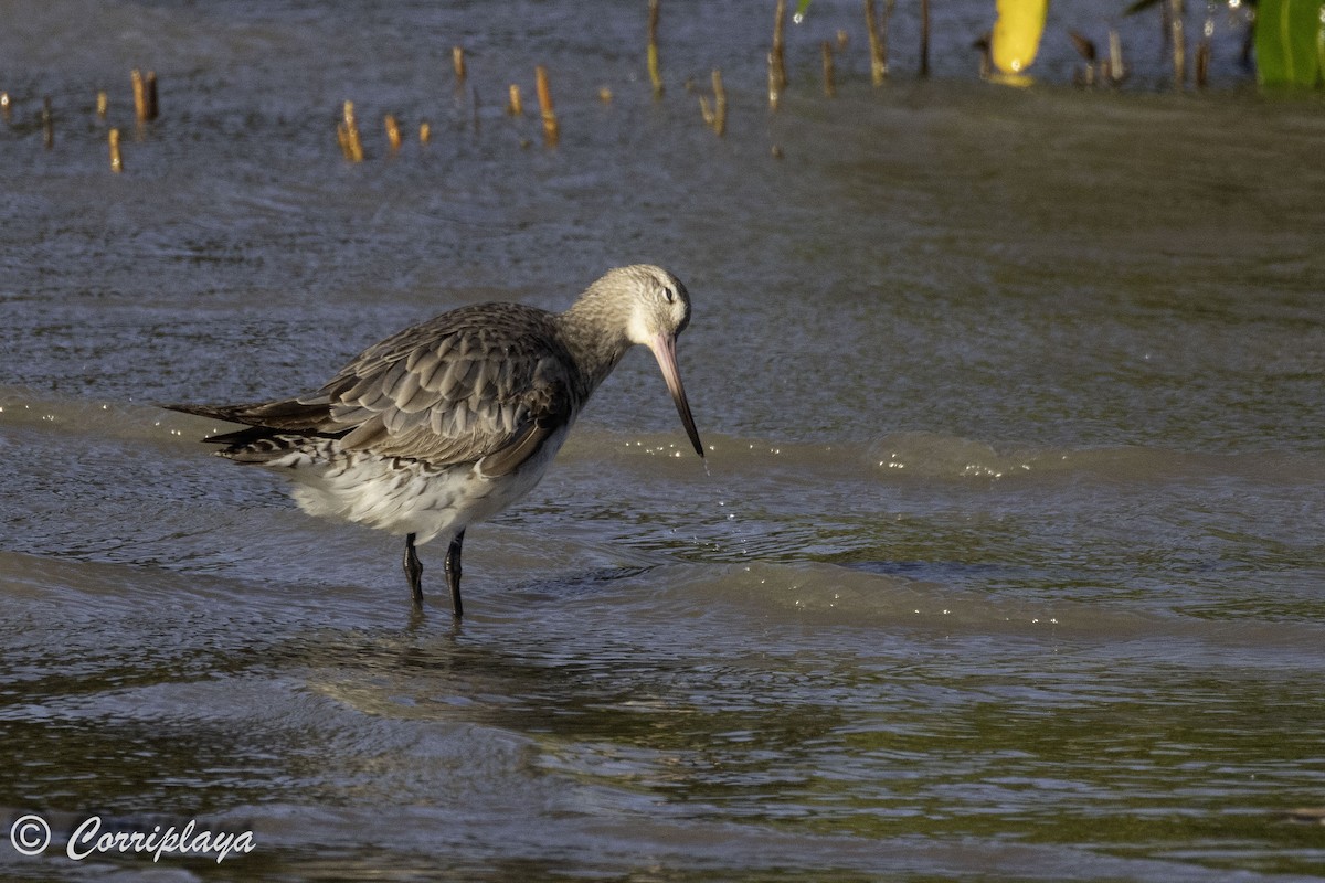 Bar-tailed Godwit - ML620702885