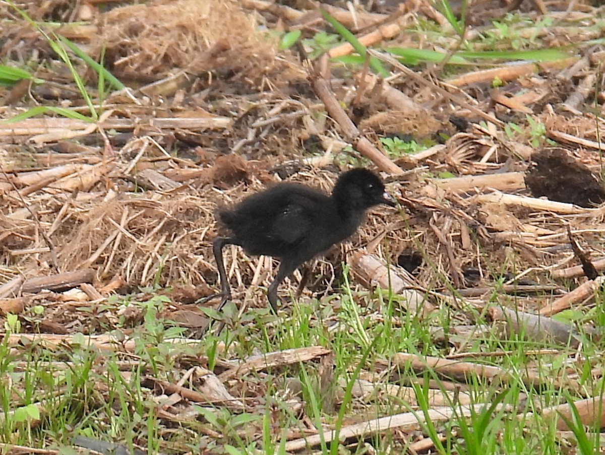 Black Crake - bob butler