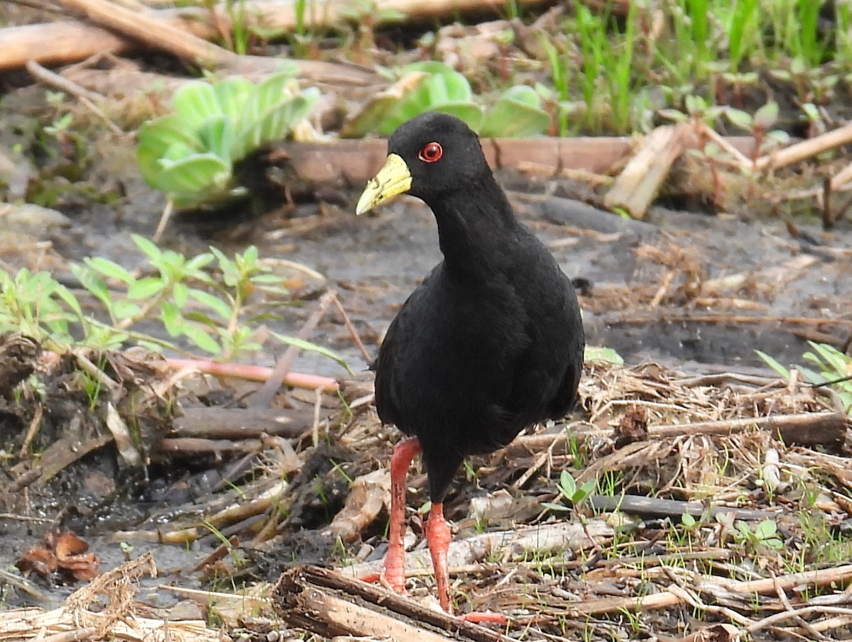 Black Crake - ML620702888