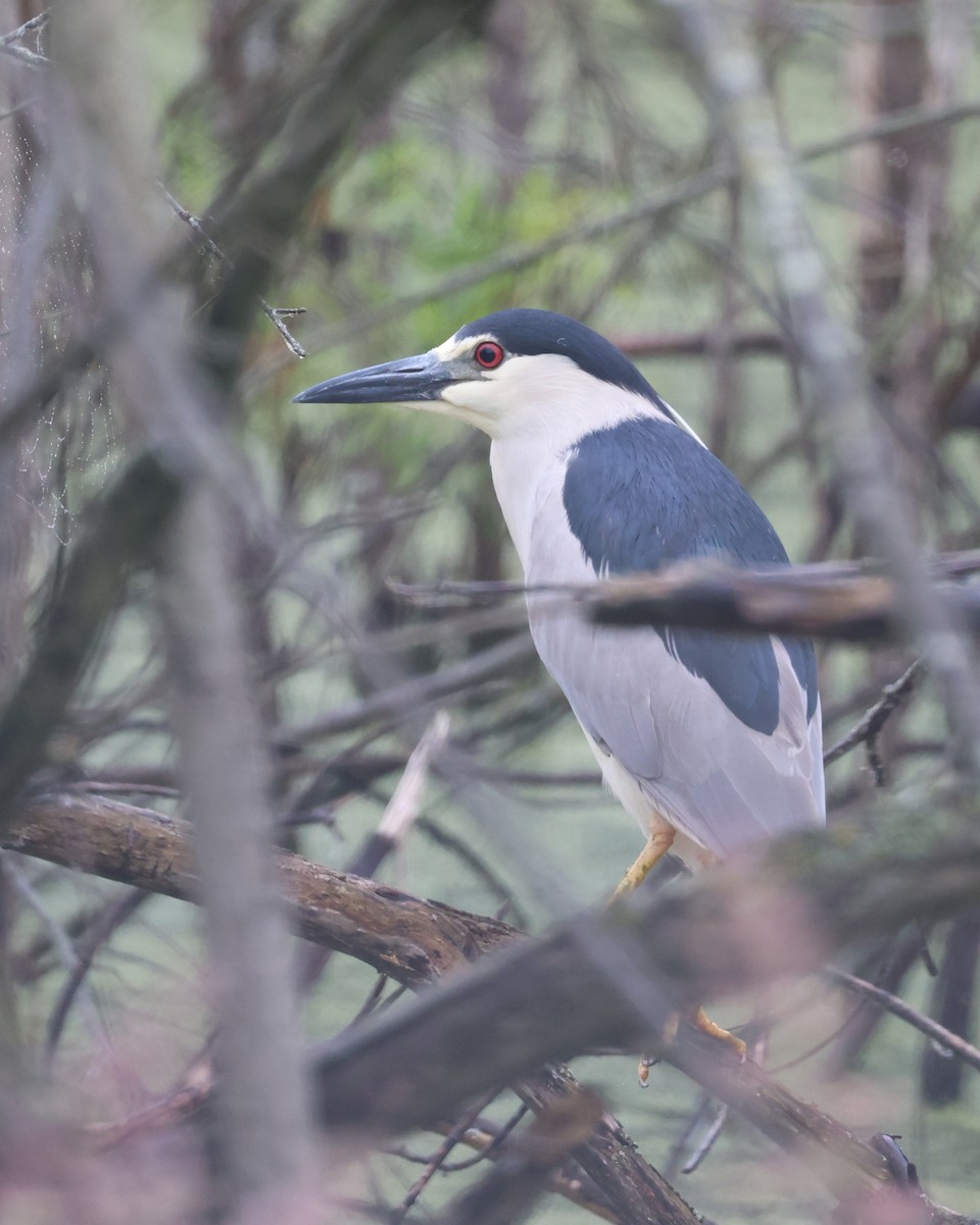 Black-crowned Night Heron - ML620702889