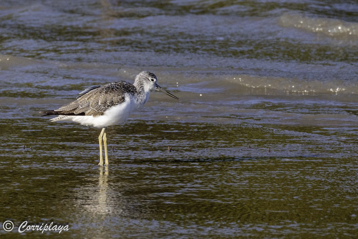 Common Greenshank - ML620702890