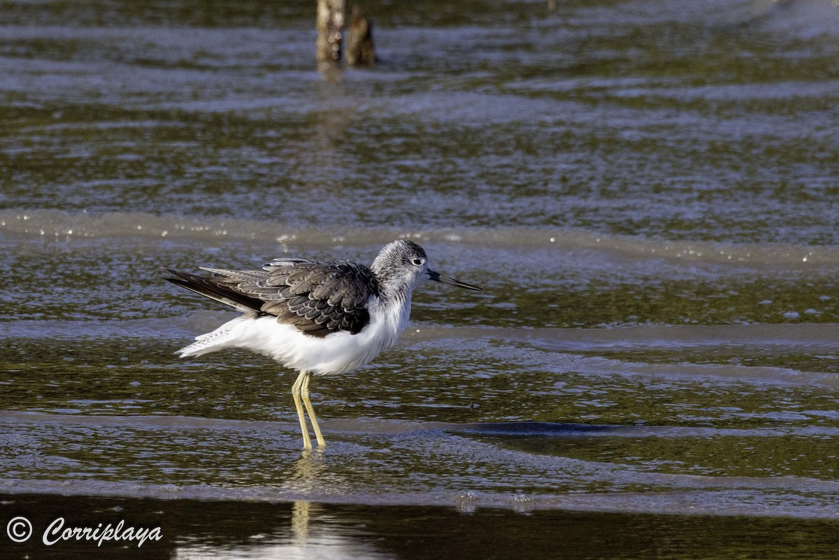 Common Greenshank - ML620702891