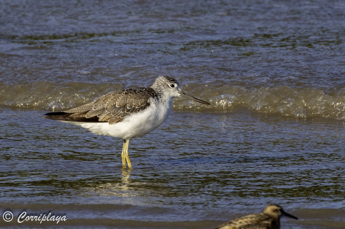 Common Greenshank - ML620702892