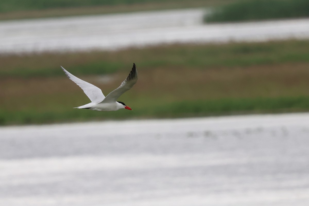 Caspian Tern - ML620702893