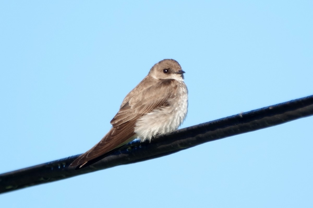 Hirondelle à ailes hérissées - ML620702895