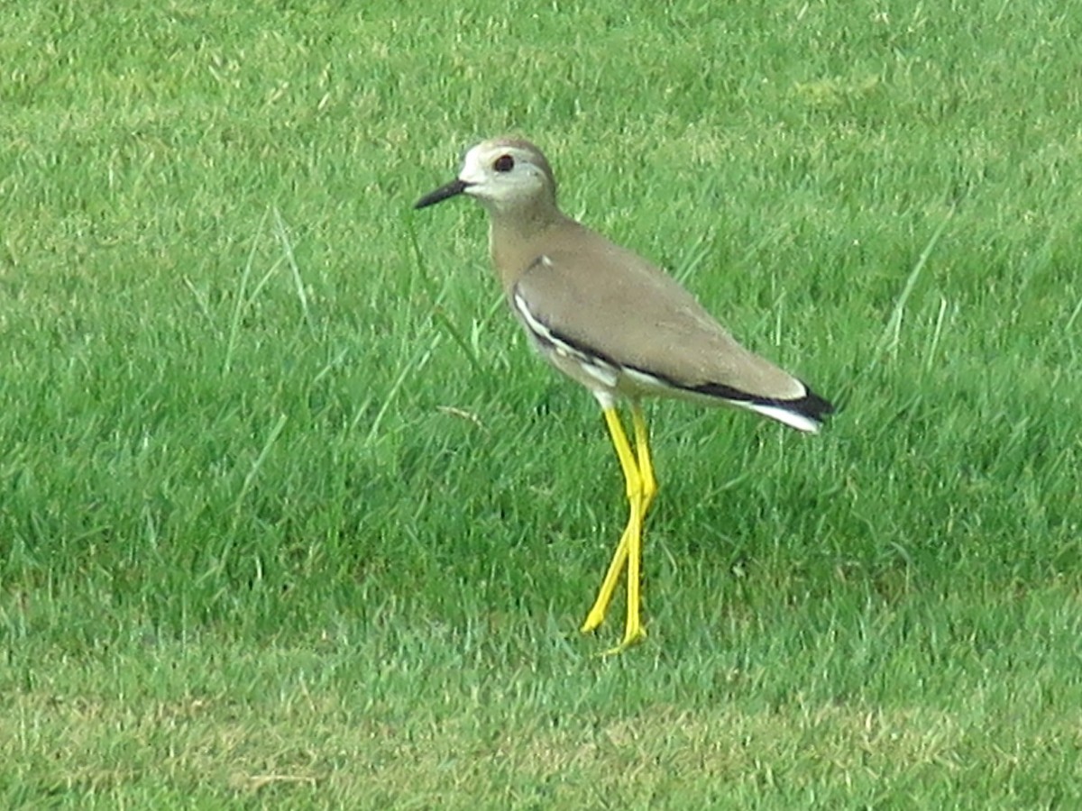 White-tailed Lapwing - ML620702898