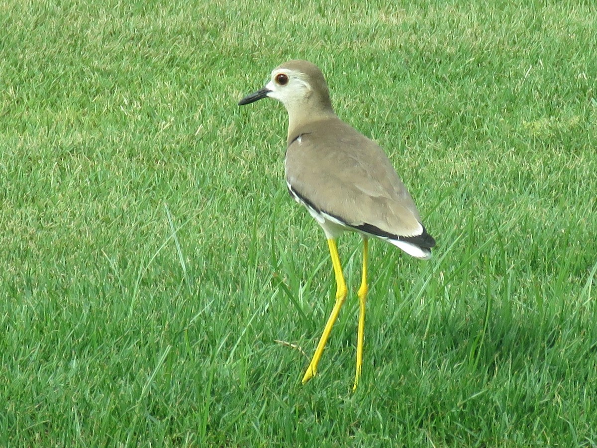 White-tailed Lapwing - ML620702899