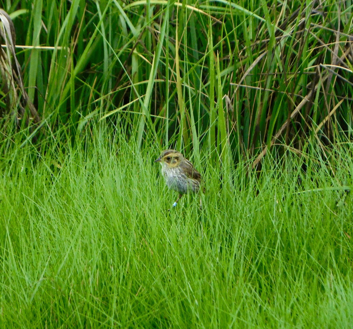 Saltmarsh Sparrow - ML620702902