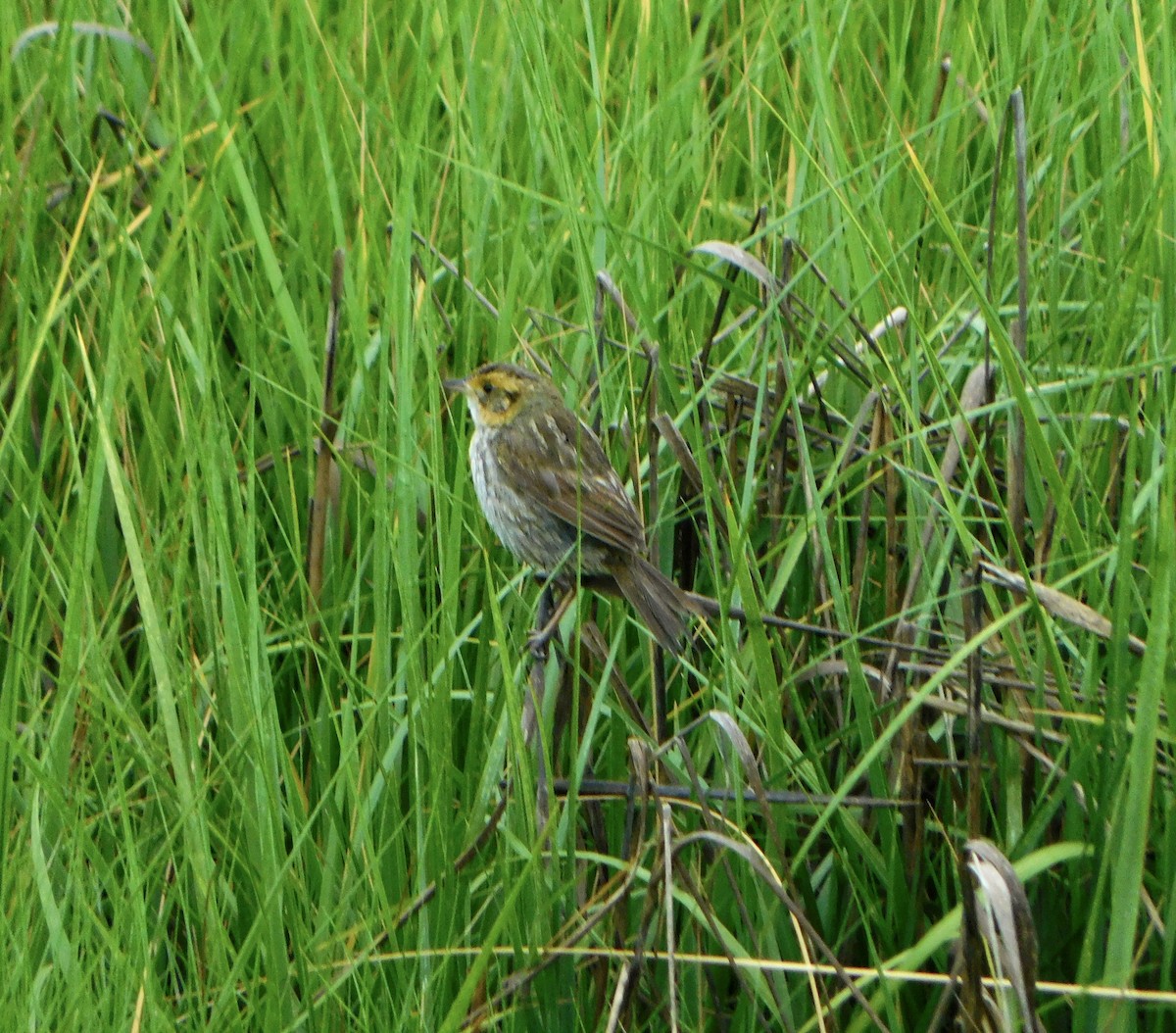 Saltmarsh Sparrow - ML620702903