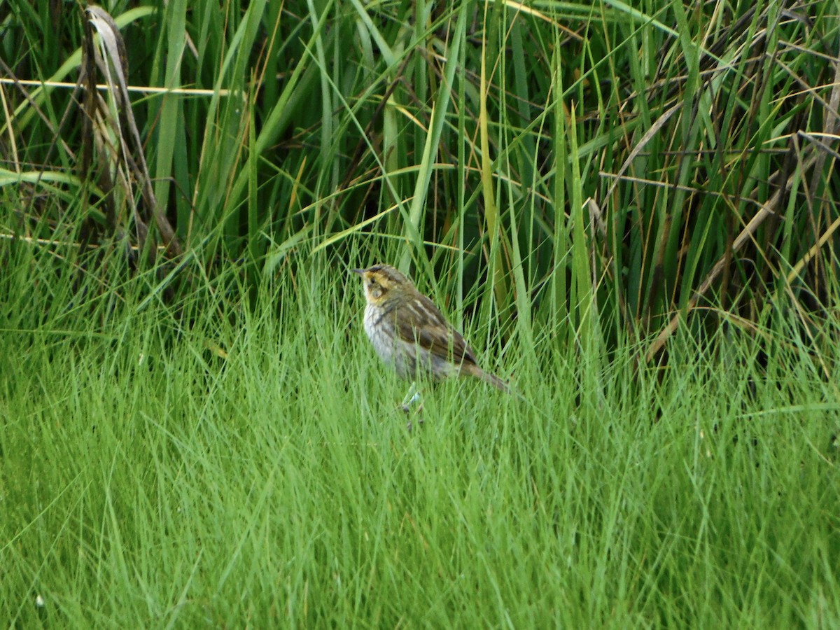 Saltmarsh Sparrow - ML620702904