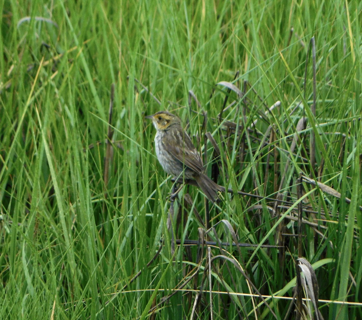 Saltmarsh Sparrow - ML620702905