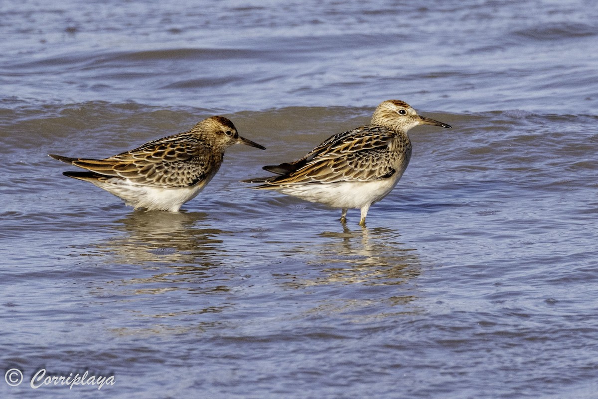 Sharp-tailed Sandpiper - ML620702906