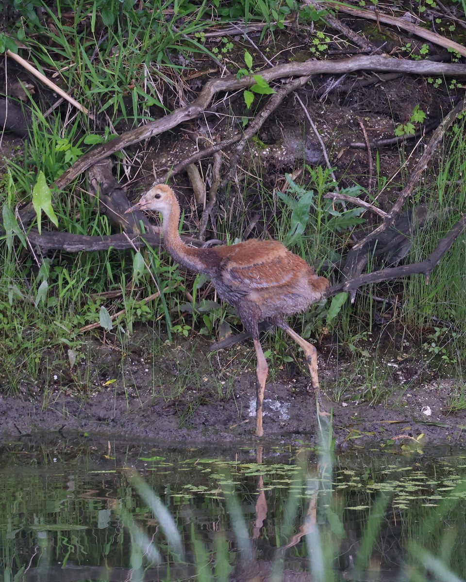 Sandhill Crane - ML620702908