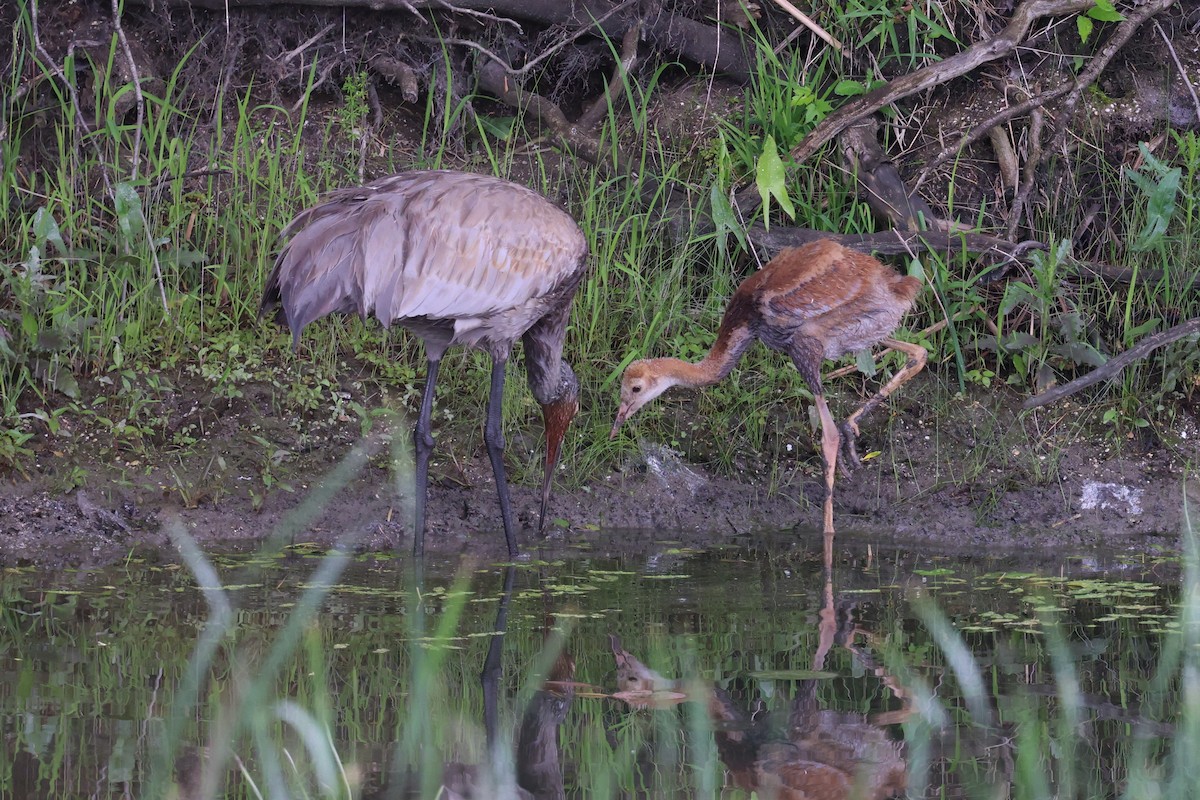 Sandhill Crane - ML620702909