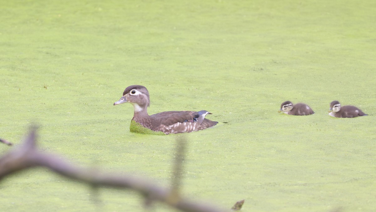 Wood Duck - ML620702915