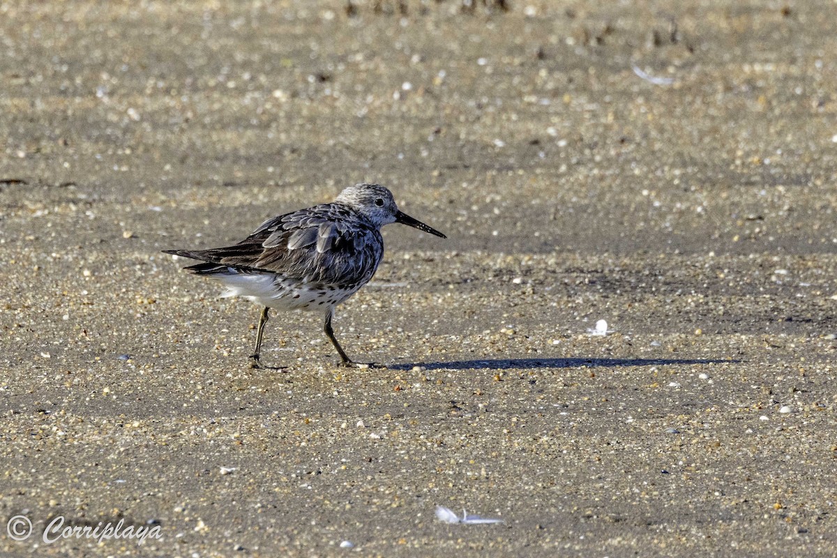 Great Knot - ML620702917