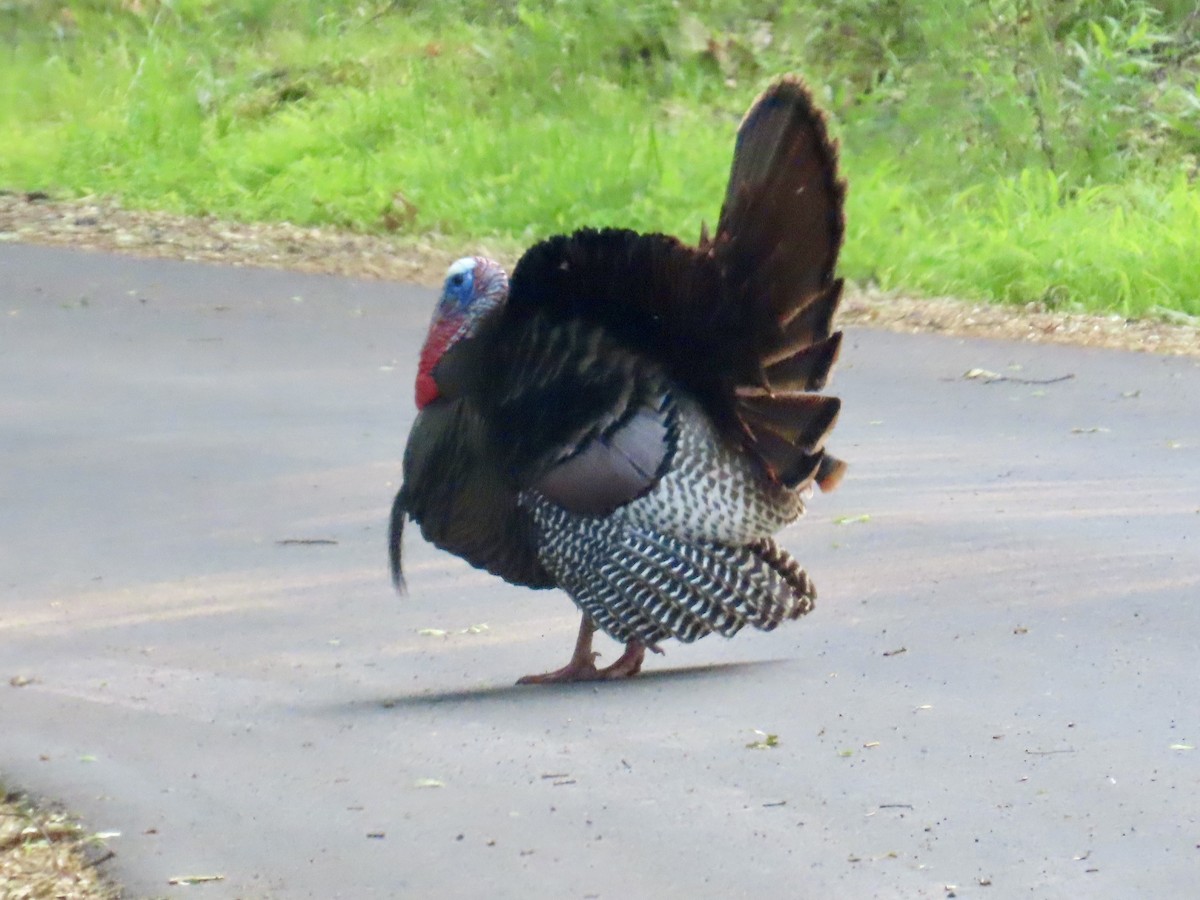 Wild Turkey - ML620702923