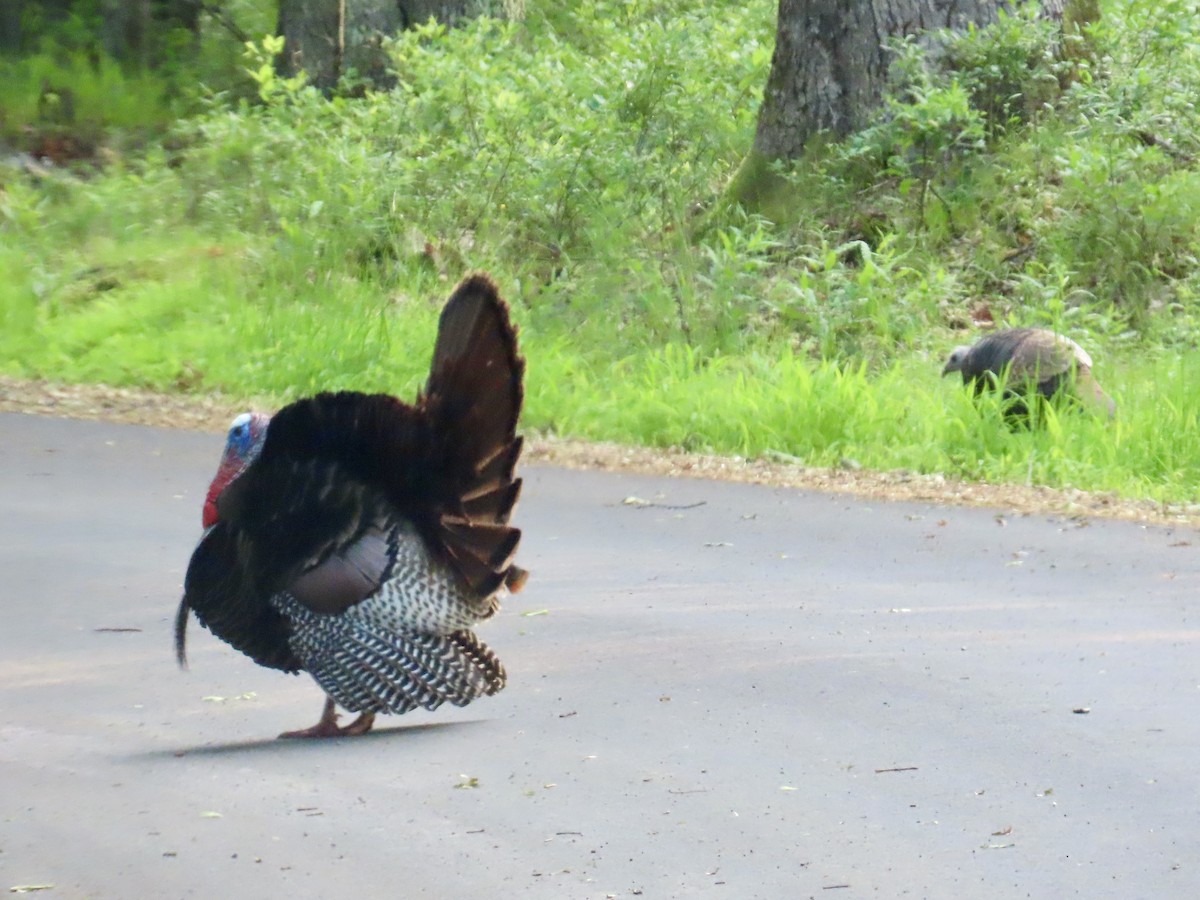 Wild Turkey - ML620702925