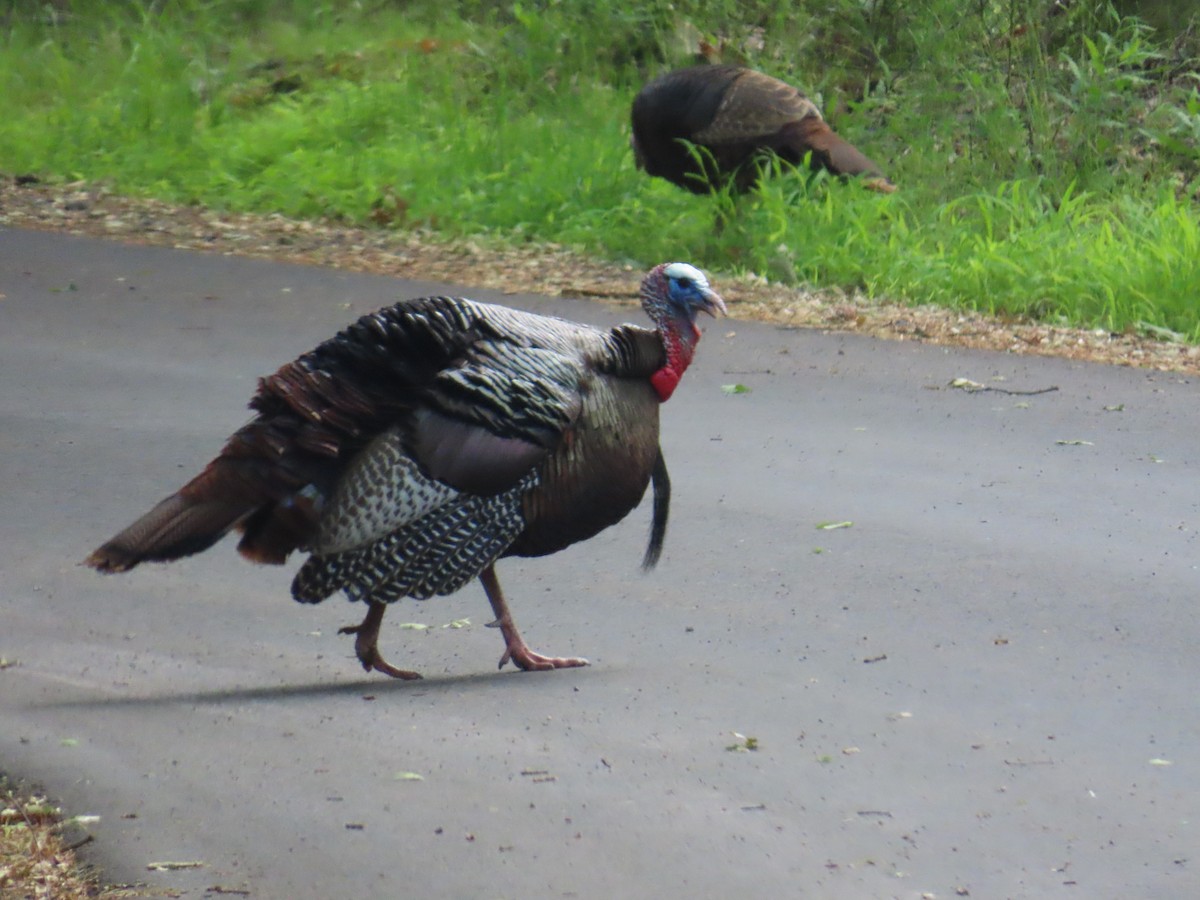 Wild Turkey - ML620702926