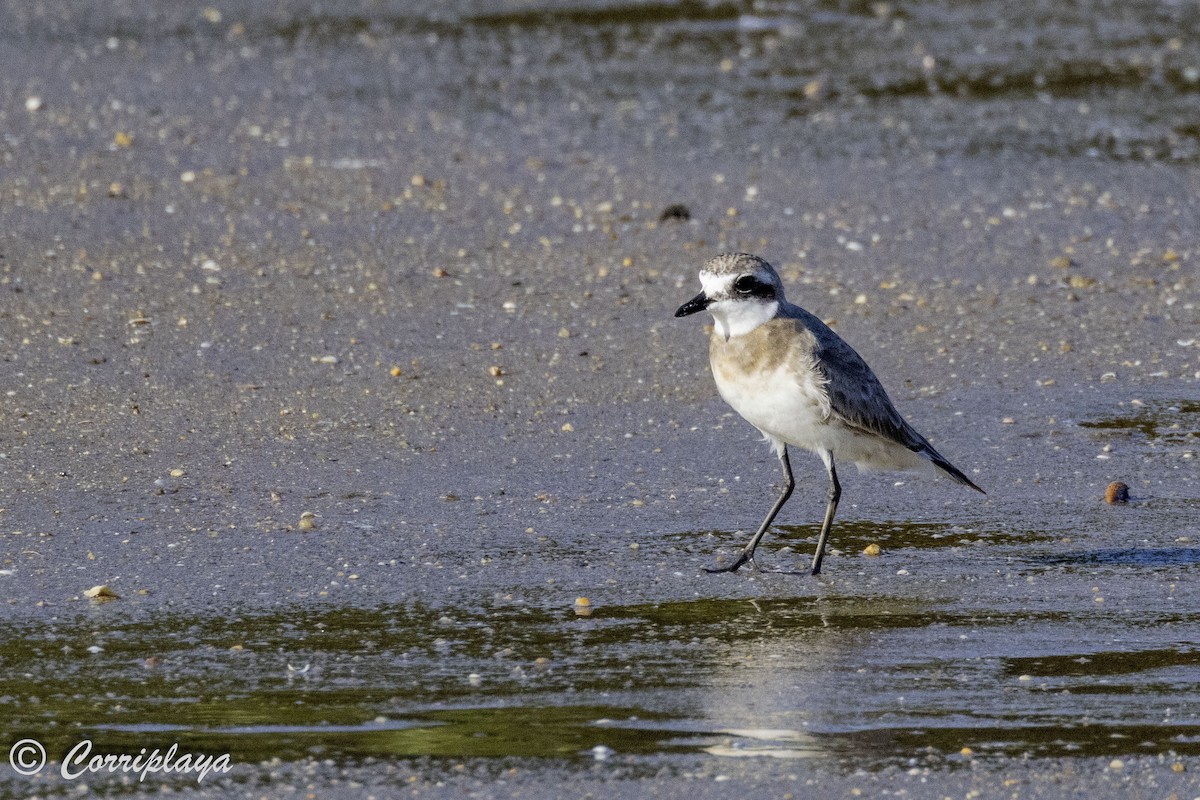 Greater Sand-Plover - ML620702937