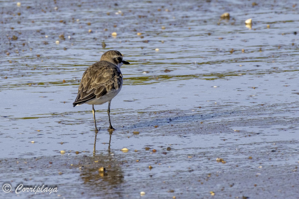 Greater Sand-Plover - ML620702938