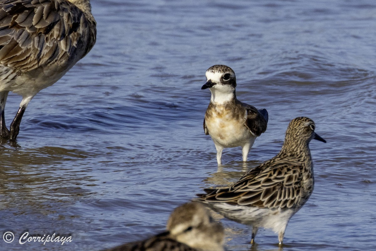 Greater Sand-Plover - ML620702939