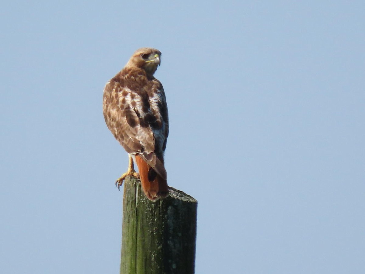 Red-tailed Hawk - ML620702940