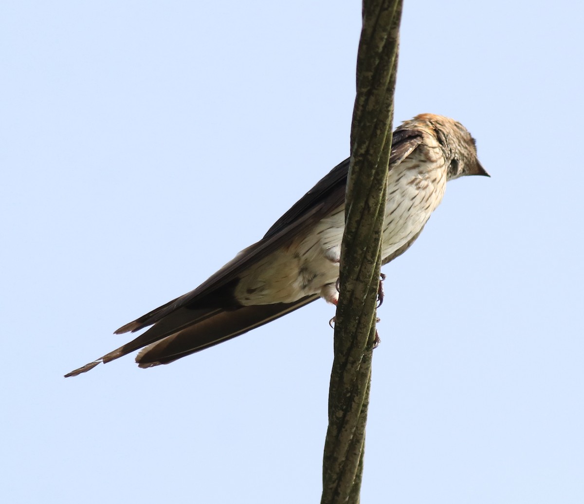 Red-rumped Swallow - Afsar Nayakkan