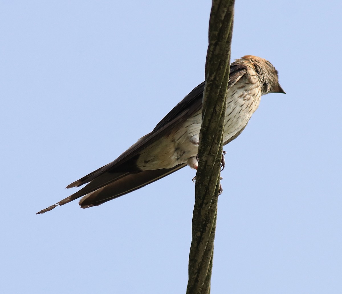 Red-rumped Swallow - ML620702942