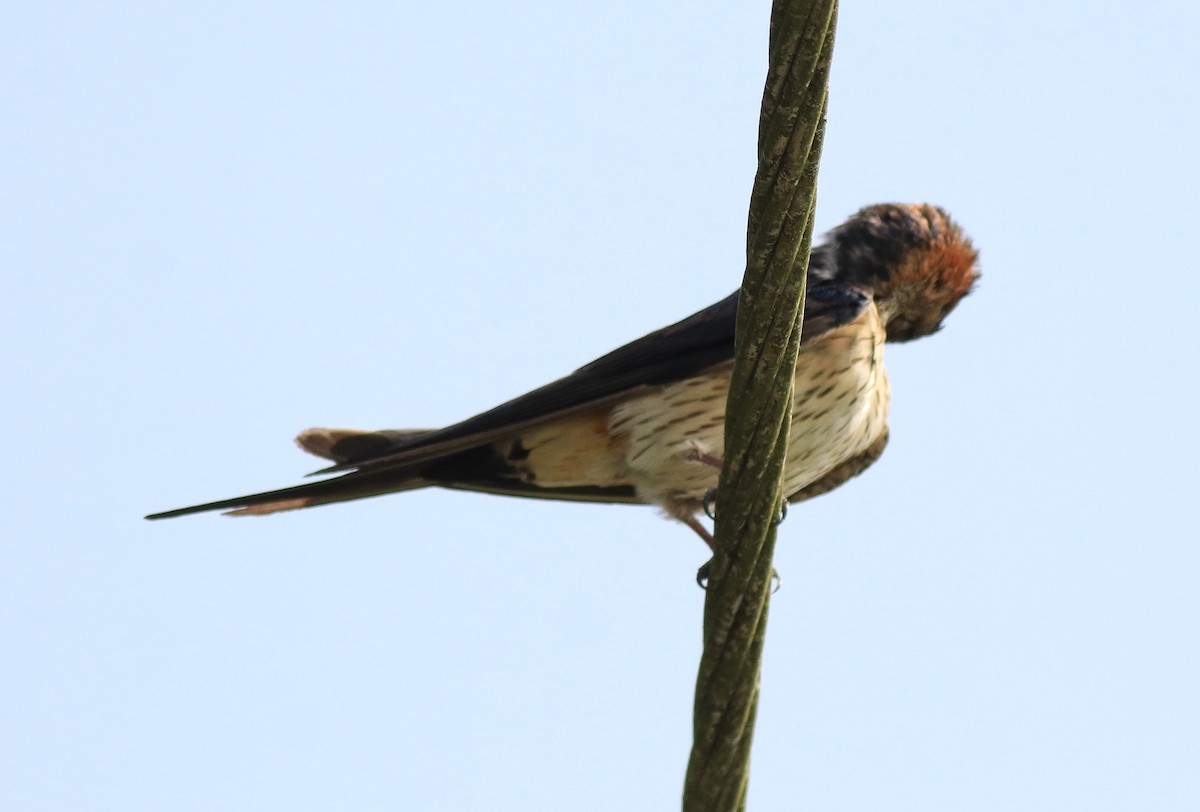 Red-rumped Swallow - ML620702943