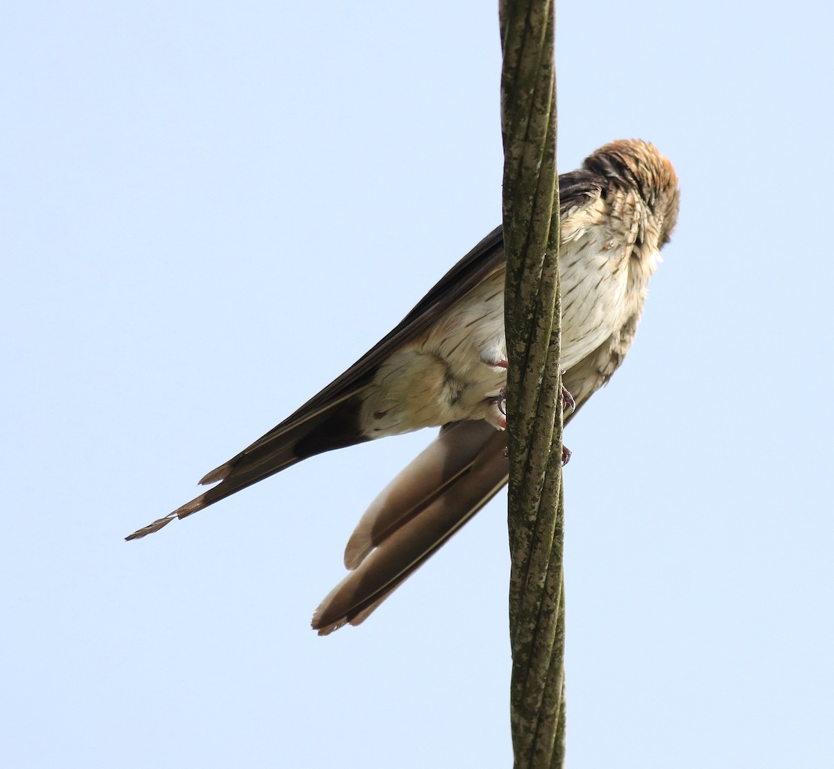 Red-rumped Swallow - ML620702944