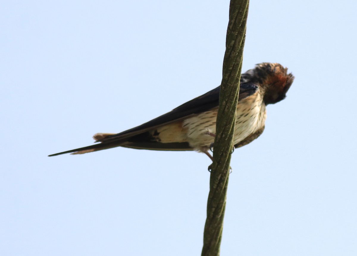Red-rumped Swallow - ML620702945