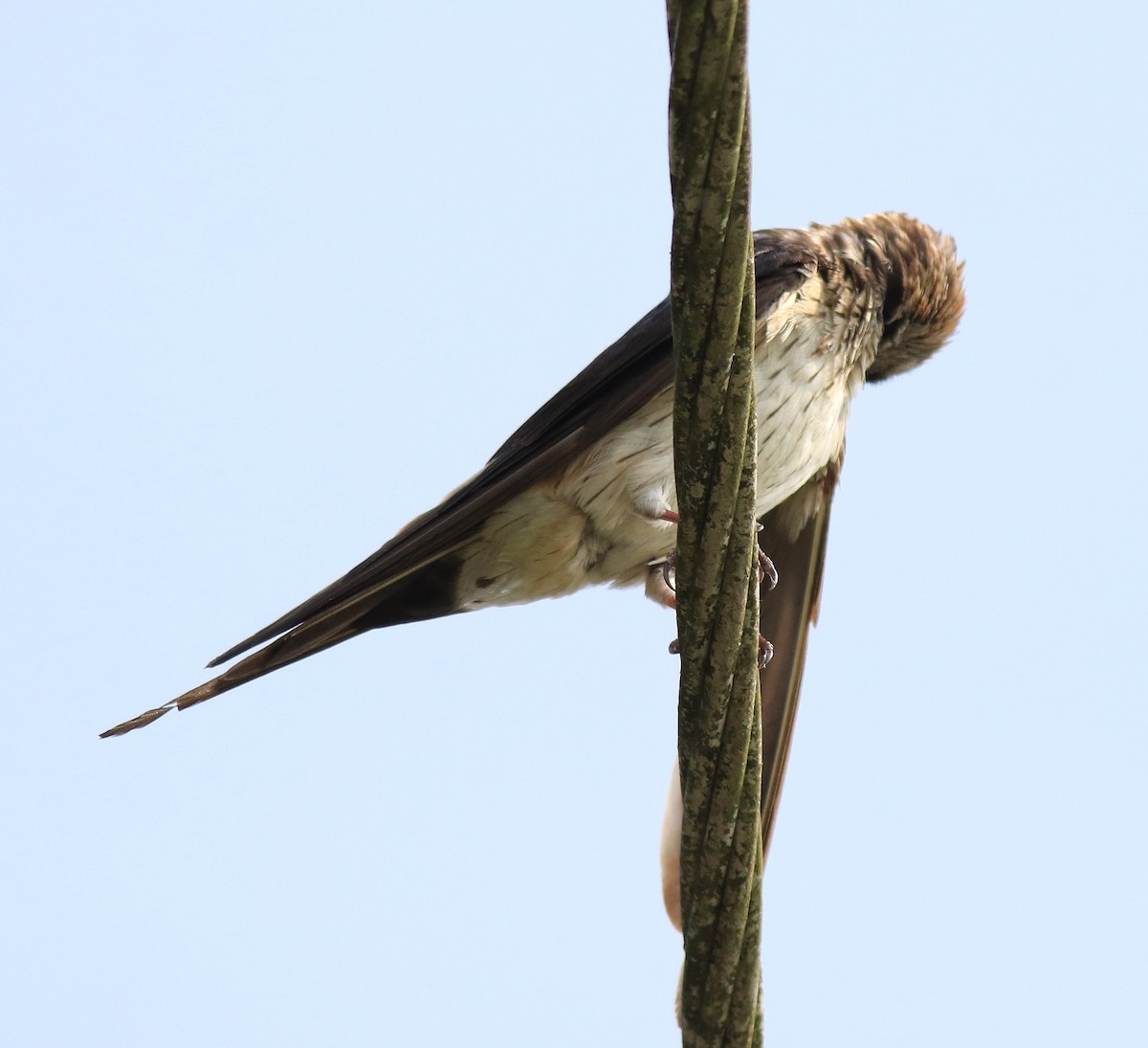 Red-rumped Swallow - ML620702946