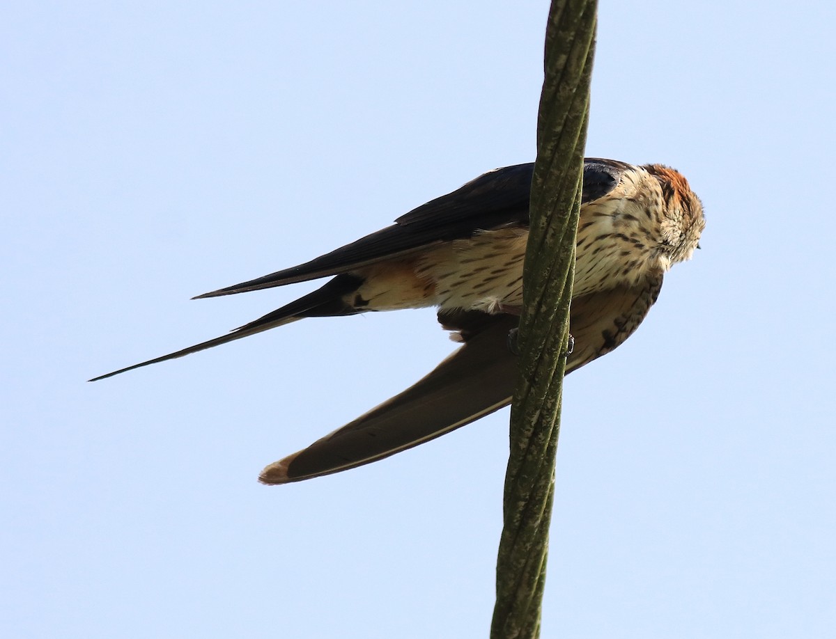 Red-rumped Swallow - ML620702947