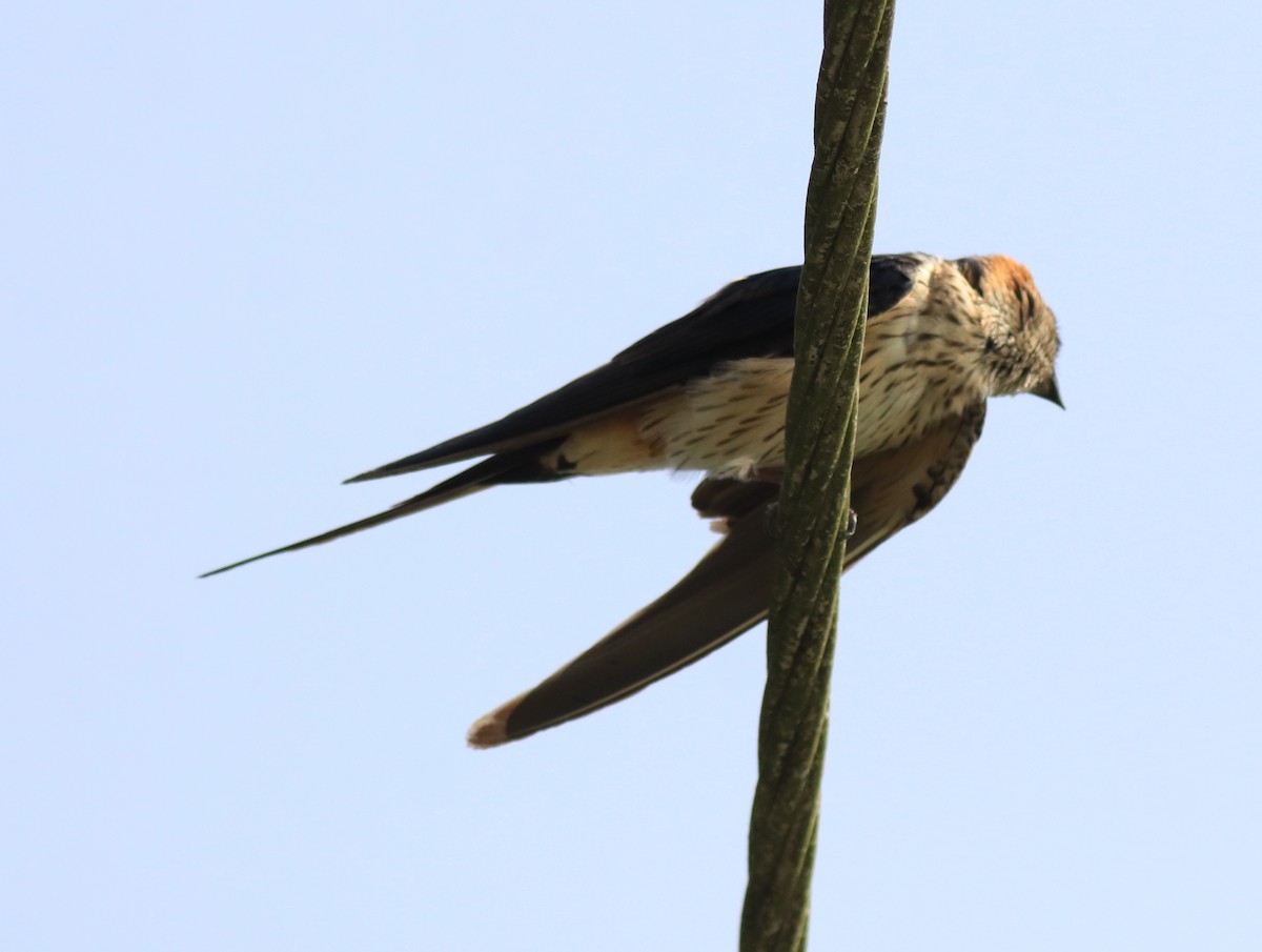 Red-rumped Swallow - ML620702948