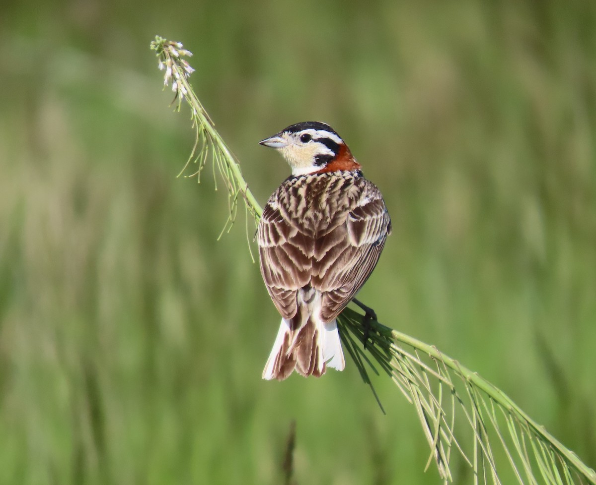 Chestnut-collared Longspur - ML620702950