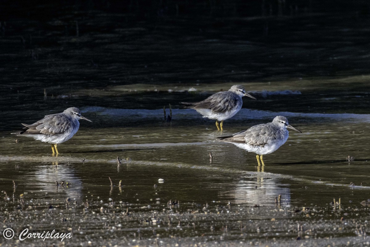 Gray-tailed Tattler - ML620702953