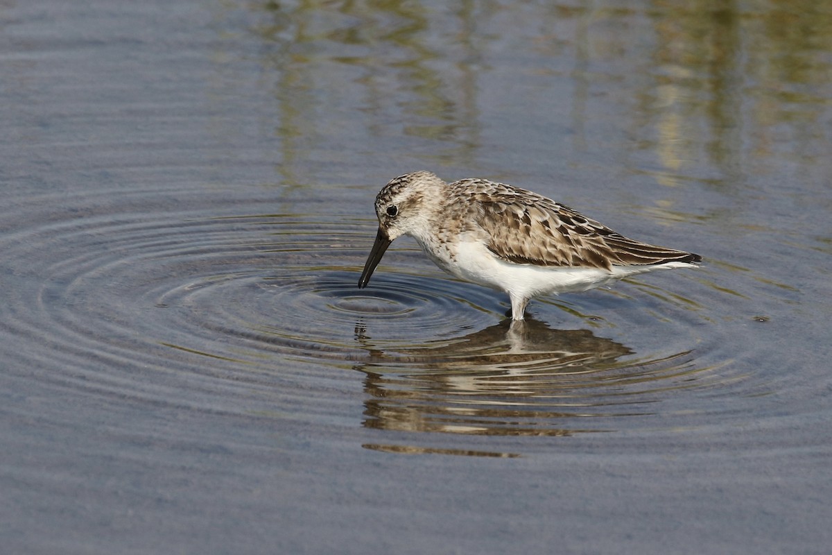 Semipalmated Sandpiper - ML620702954