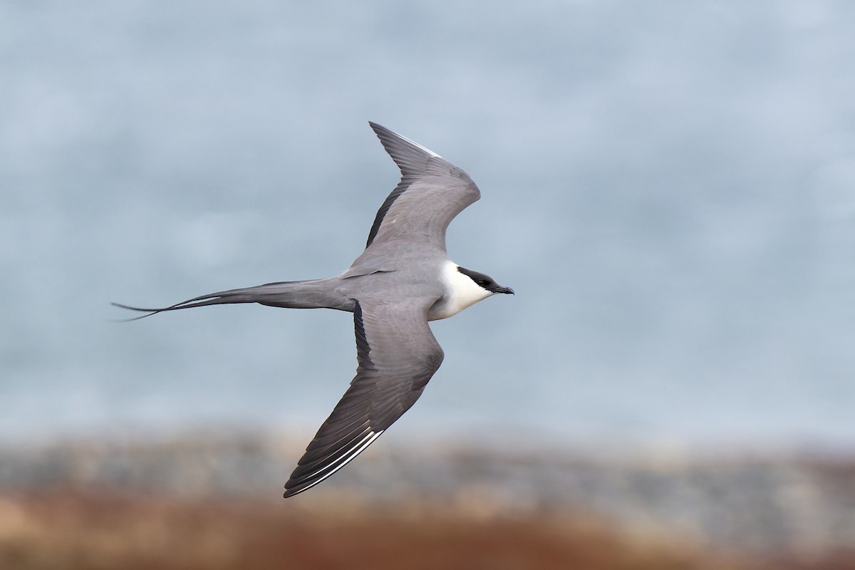 Long-tailed Jaeger - ML620702955