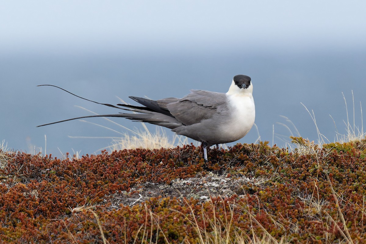 Long-tailed Jaeger - ML620702956