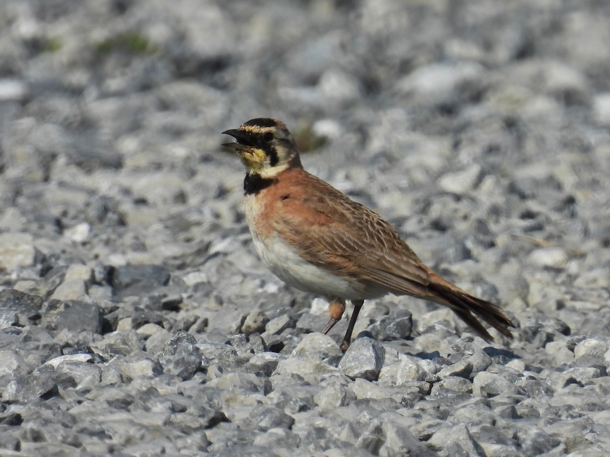 Horned Lark - ML620702957