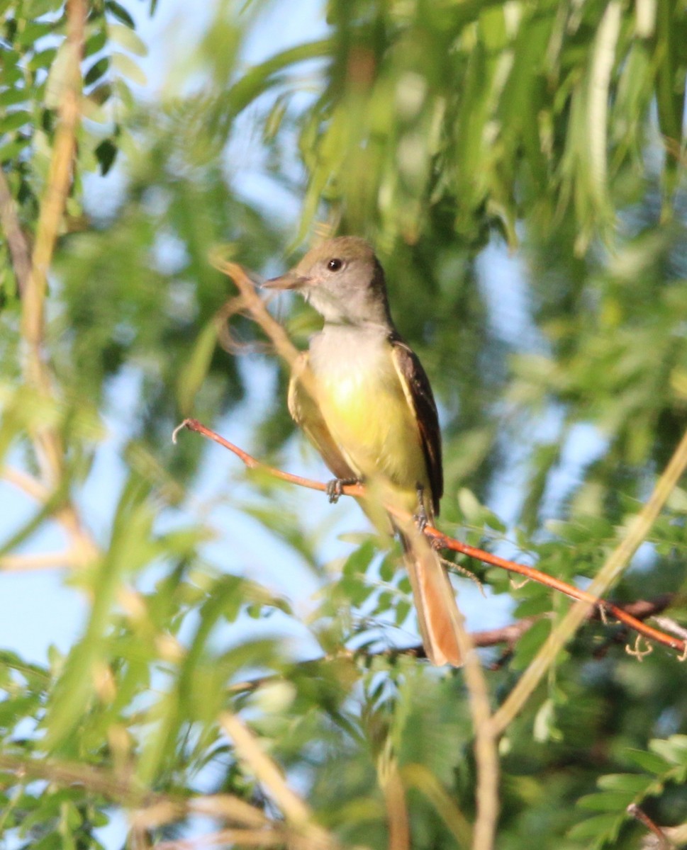 Great Crested Flycatcher - ML620702961