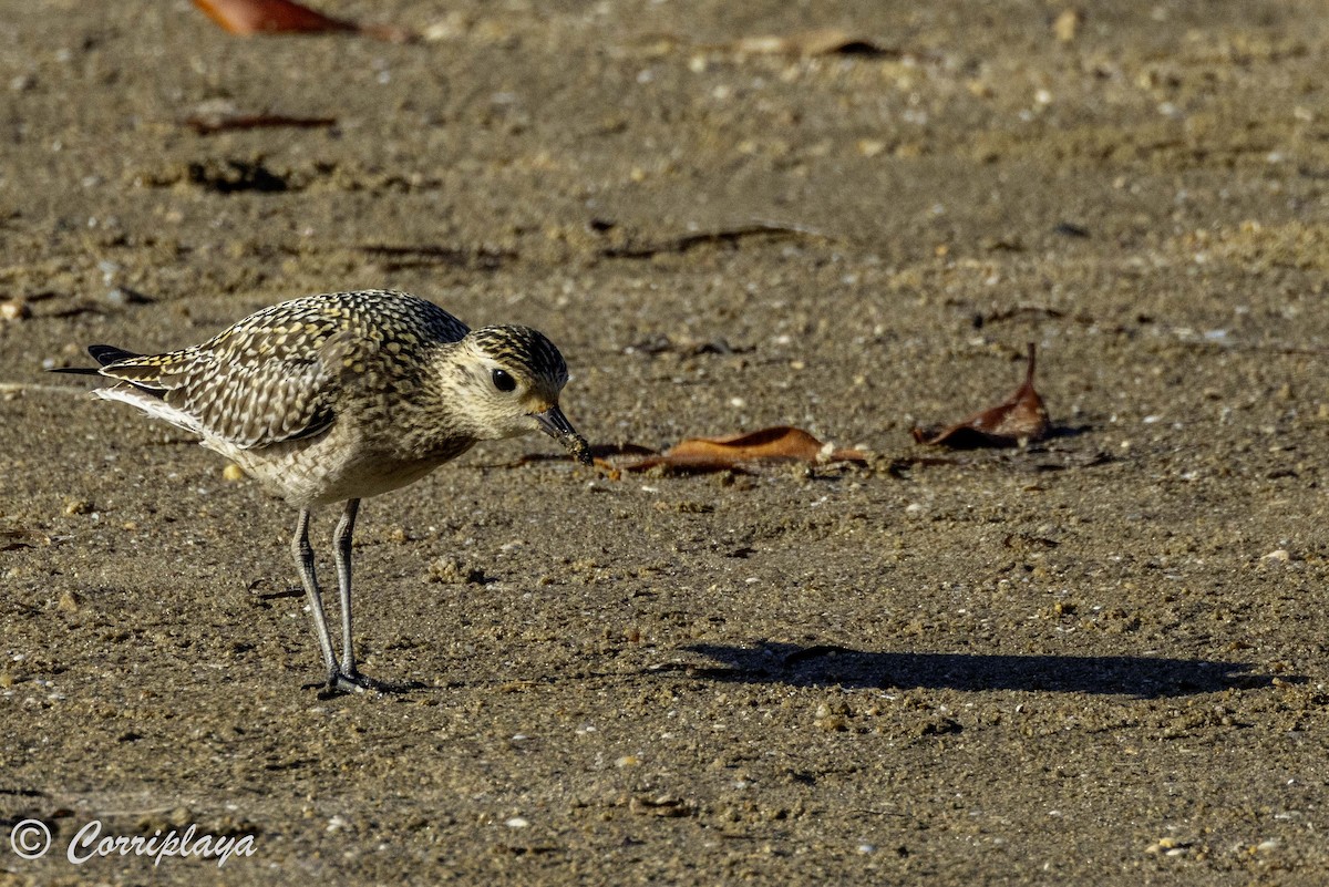 Pacific Golden-Plover - ML620702962