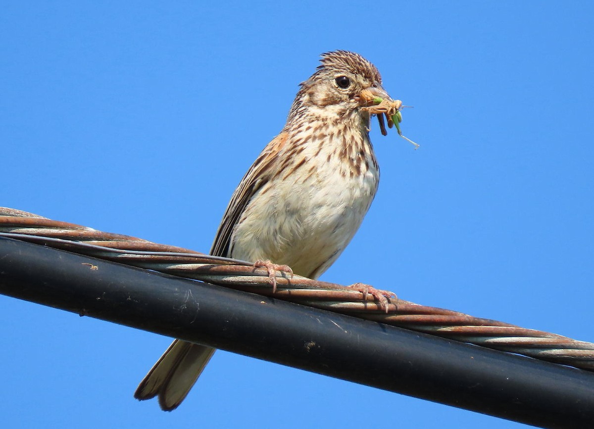 Vesper Sparrow - ML620702966