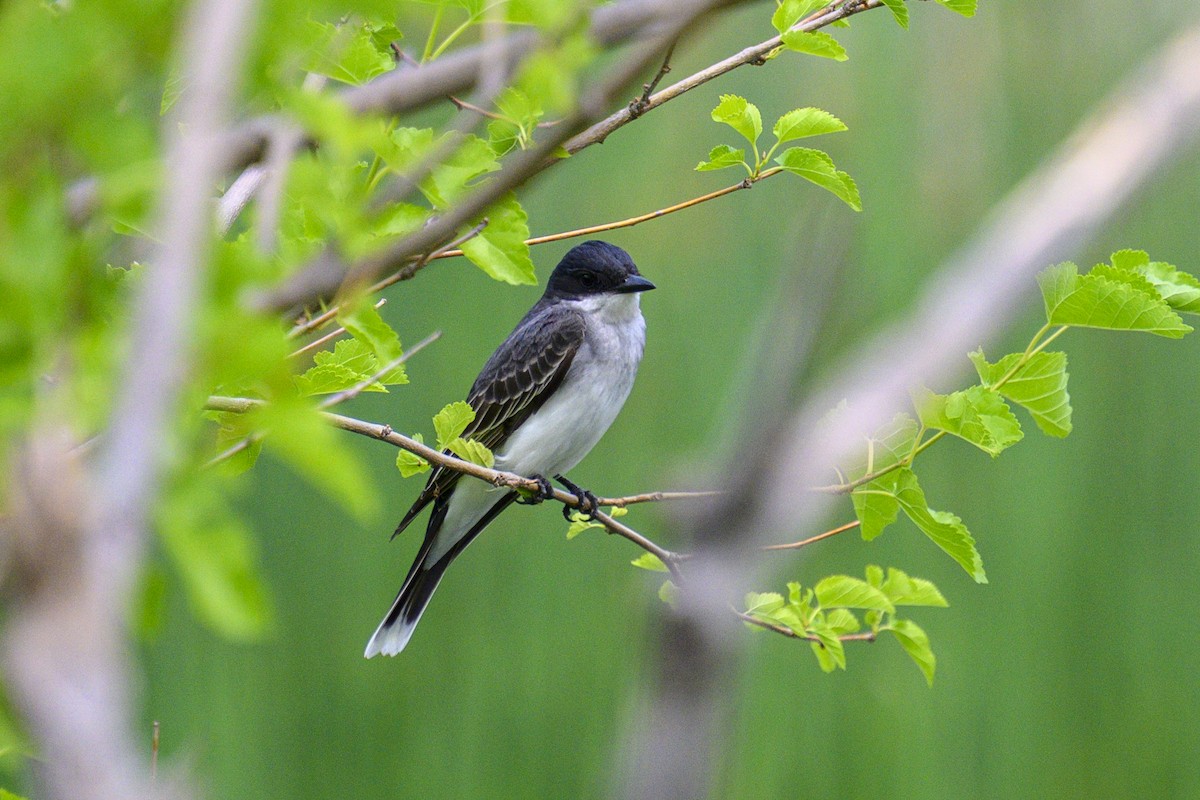 Eastern Kingbird - ML620702968