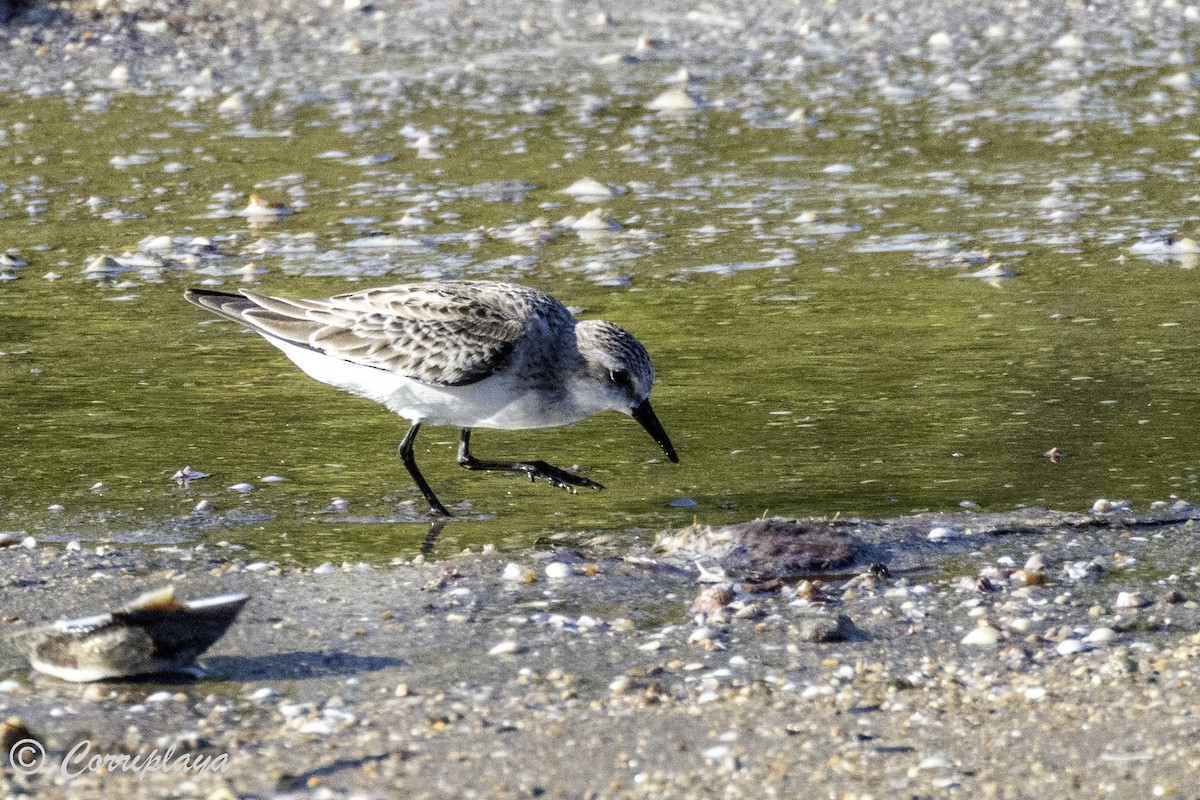 rødstrupesnipe - ML620702971