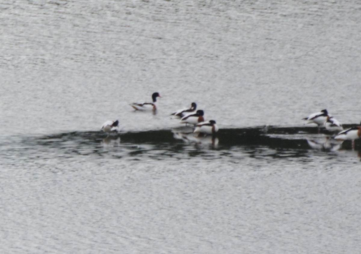 Common Shelduck - ML620702974